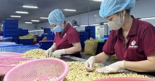 Cashew exports surpass $5 billion for the first time