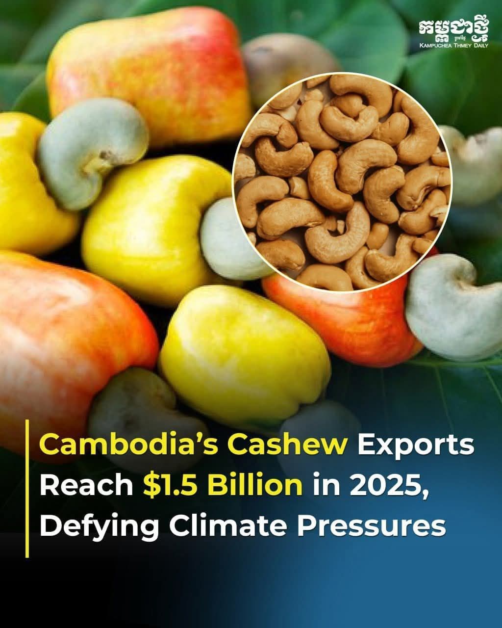 CAC and AMK Partner to Boost Financing for Cambodia’s Cashew Sector