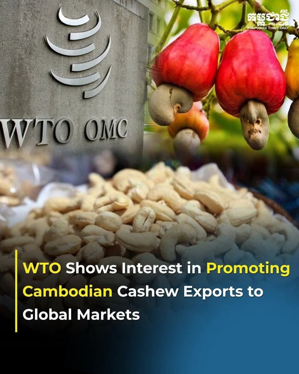WTO Shows Interest in Promoting Cambodian Cashew Exports to Global Markets
