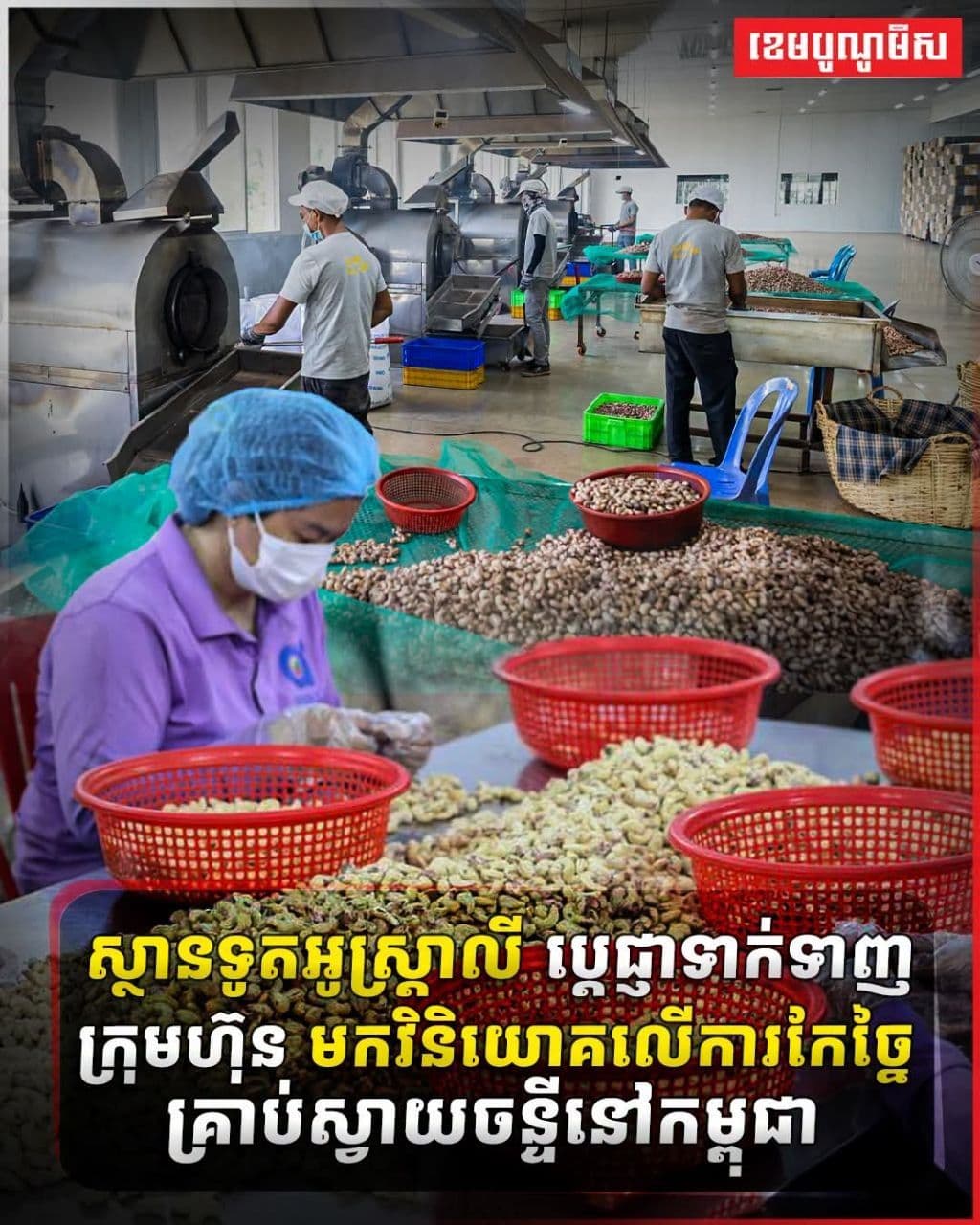 Australia Backs Cambodia's Cashew Processing Push with $10 Million Investment Initiative
