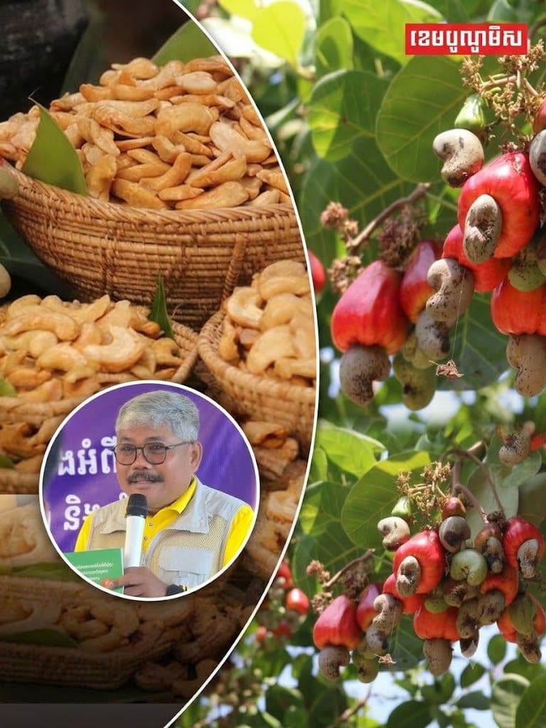 Côte d’Ivoire Boosts Cashew Processing as CAC Sees Lessons Learned
