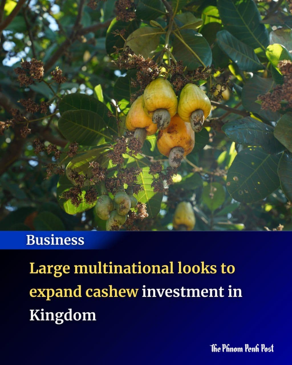 Large multinational looks to expand cashew investment in Kingdom