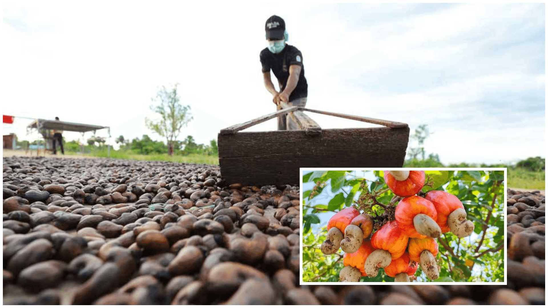 Africa’s Cashew Processing Boom Threatens Vietnam’s Market Dominance