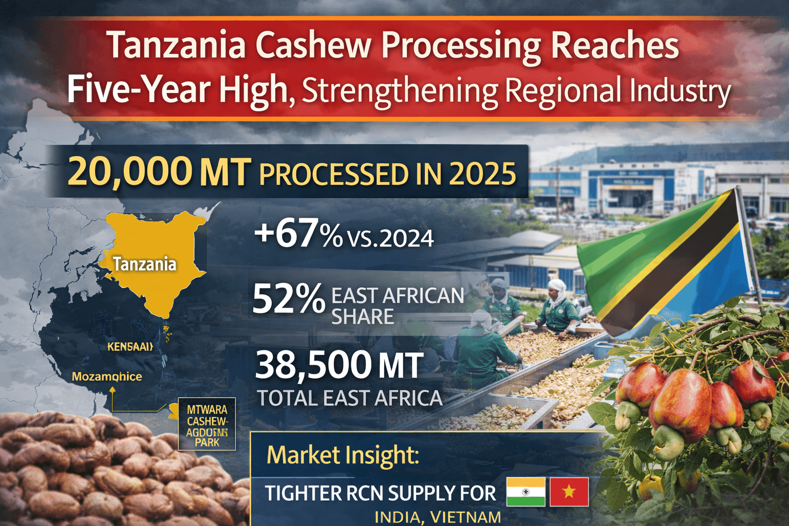 Tanzania Cashew Processing Reaches Five-Year High, Strengthening Regional Industry