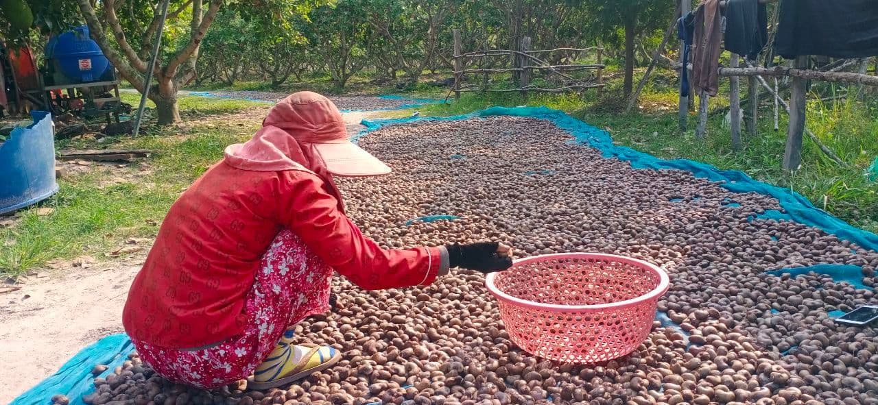 Abnormal surge in raw cashew nut prices hits market