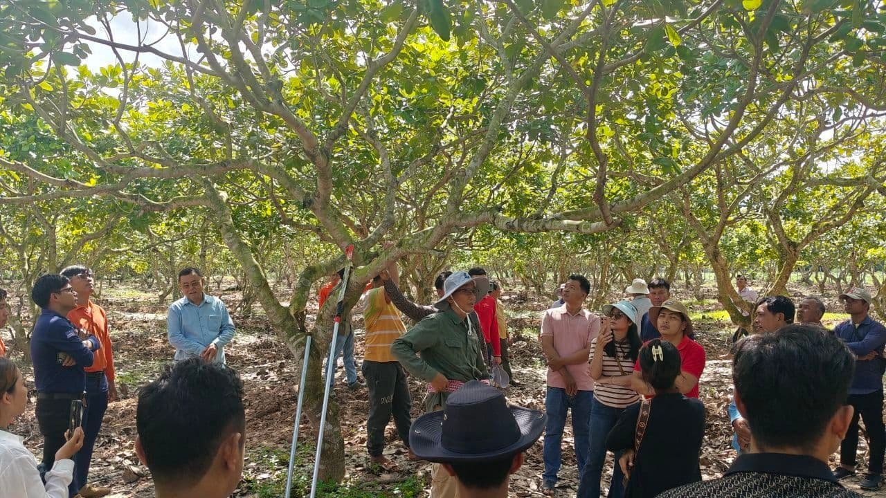 Cashew Farmers Receive Training to Boost Productivity and Resilience